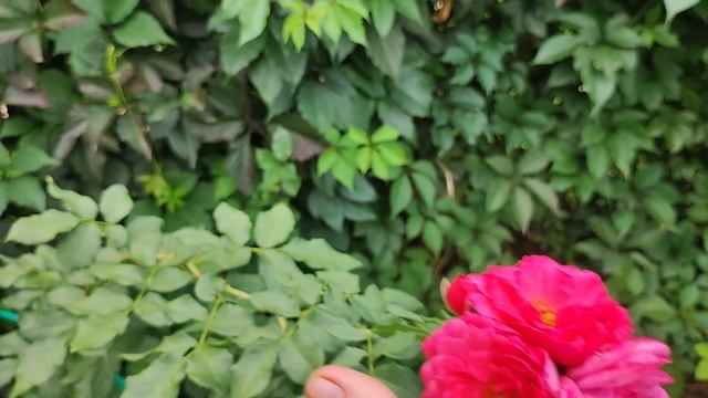 ПроДачу Наталья Белотелова