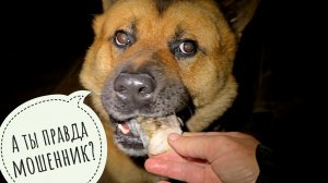 Ночной бубнёж. Сова Ёль УГУет,  Пёс Кубик хрюкает, Ника опять трындит и ноет