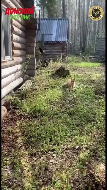 Охота на Лис - Нежеланная соседка смотреть онлайн