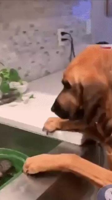 Собака гладит котенка смотреть онлайн