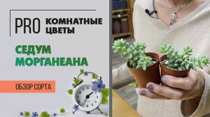 Седум Морганеана. Интересный  и симпатичный суккулент. Обзор сорта. Комнатное растение.