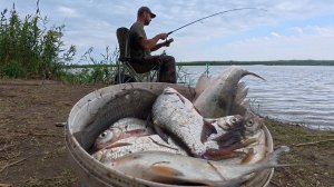 ВОТ ЭТО КЛЁВ! ПОЛНОЕ ВЕДРО БЕЛИ НА ДОНКУ. ЧУТЬ ПРИКОРМИЛ И ПОНЕСЛАСЬ. Подошли хищники. АСТРАХАНЬ.