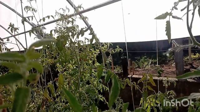 /что растёт на даче в конце августа/обзор огород/ смотреть онлайн