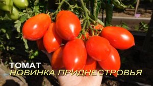 Томат НОВИНКА ПРИДНЕСТРОВЬЯ. Обзор сортов ТОМАТОВ!