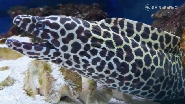 За что в древнем Риме ценили представителей семейства Муреновые (Moray eels) — Muraenidae ?