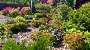 Многолетний сад в процессе переделки.