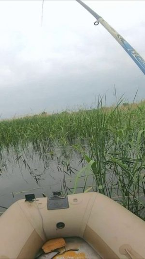 КАРАСЬ НА УДОЧКУ В КАМЫШАХ/КУЙБЫШЕВСКОЕ ВДХР/РЕКА ВОЛГА, САМАРСКАЯ ОБЛ.