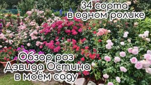 Обзор роз Дэвида Остина. 34 сорта в одном ролике