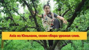 Axia из Юньнани, сезон сбора урожая слив.