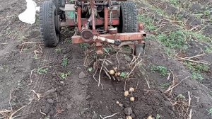 СМТ Скорпион в работе. Выкапываем картофель самодельной копалкой. Не бывалый урожай картофеля.