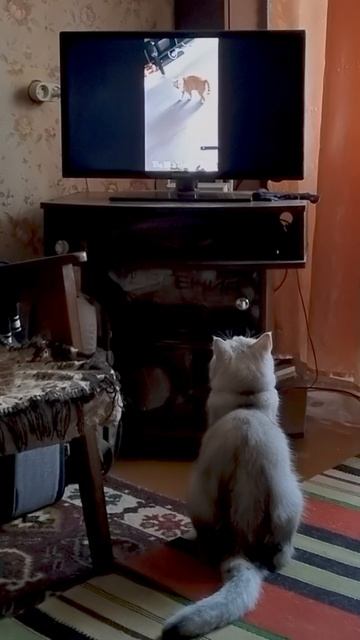 Кот смотрит кино про котов смотреть онлайн
