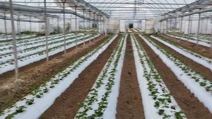 Выращивание клубники, сорт Мурано в теплице