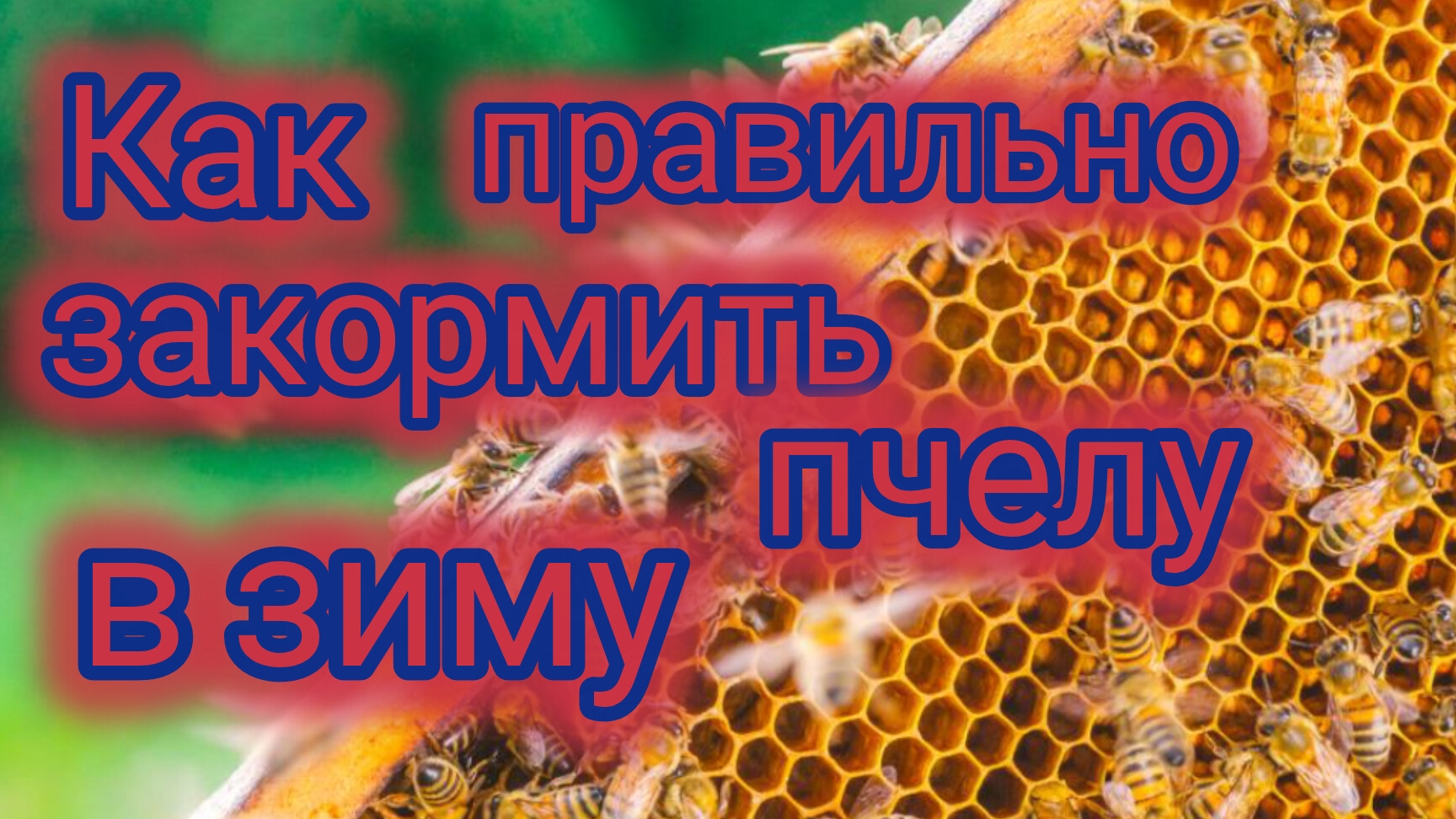 Как правильно закормить пчелу в зиму смотреть онлайн
