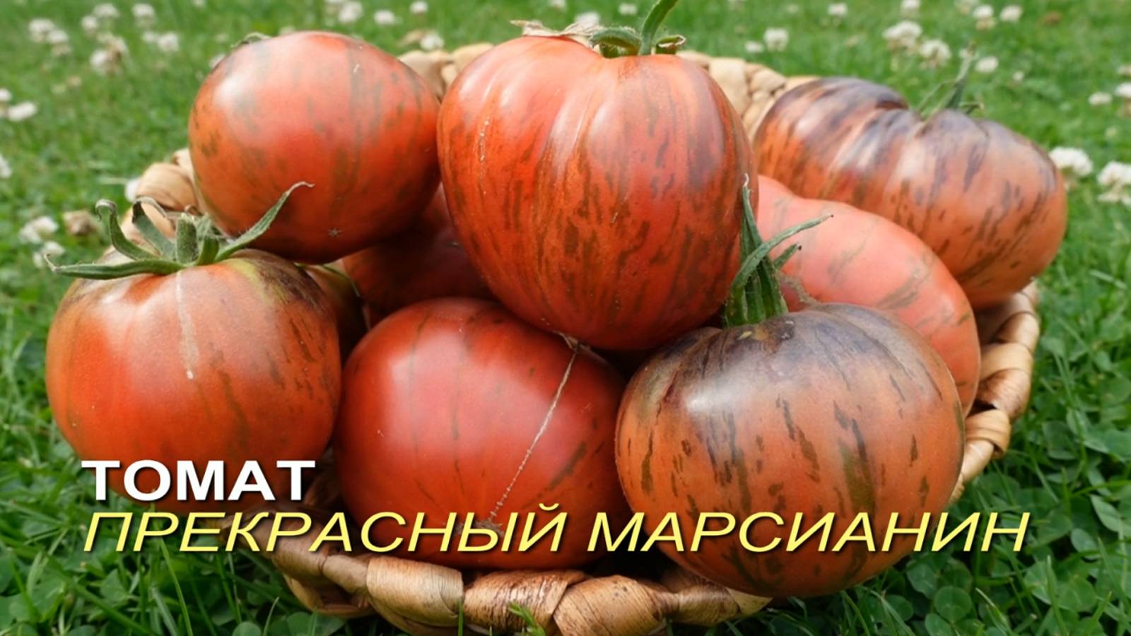 Томат ПРЕКРАСНЫЙ МАРСИАНИН. Обзор сортов ТОМАТОВ!