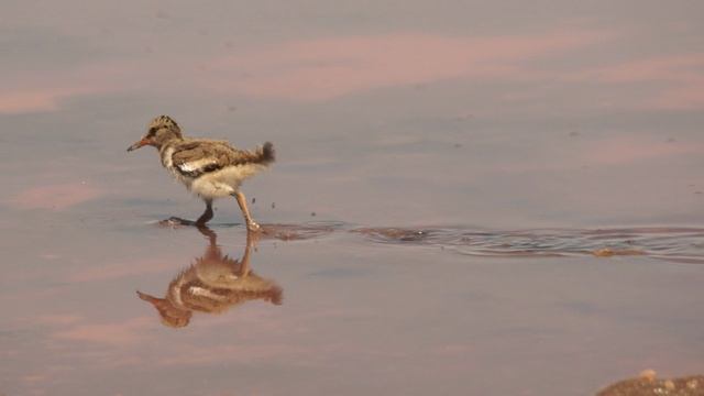 Кулик- Сорока. Птенец. 🐥 смотреть онлайн
