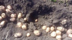 Ермак улучшенный. Изумительный сорт картофеля! 2025 год.