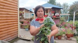 Сибирь, туманы. Пора заносить цветы в дом.