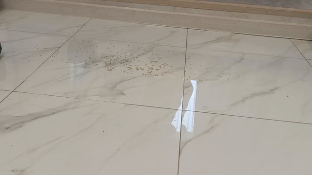 уборка пылесосом Narwal Freo Z Ultra в номинальном режиме мощности смотреть онлайн