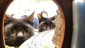 Кошки и железная дорога играем