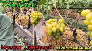 Флагман, Мускат Диевский, Подарок Ирине!