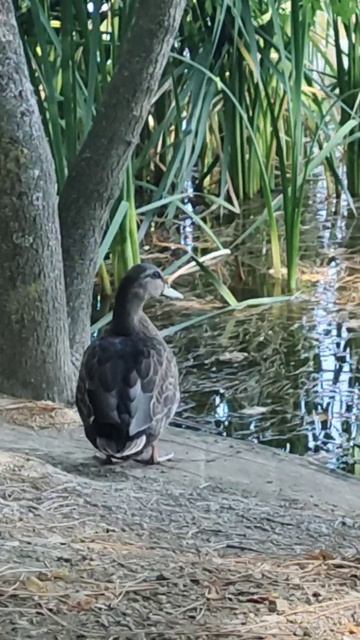 Утиные истории. смотреть онлайн