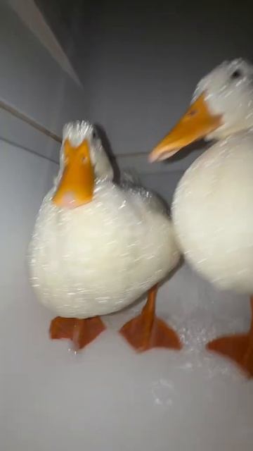uwu смотреть онлайн