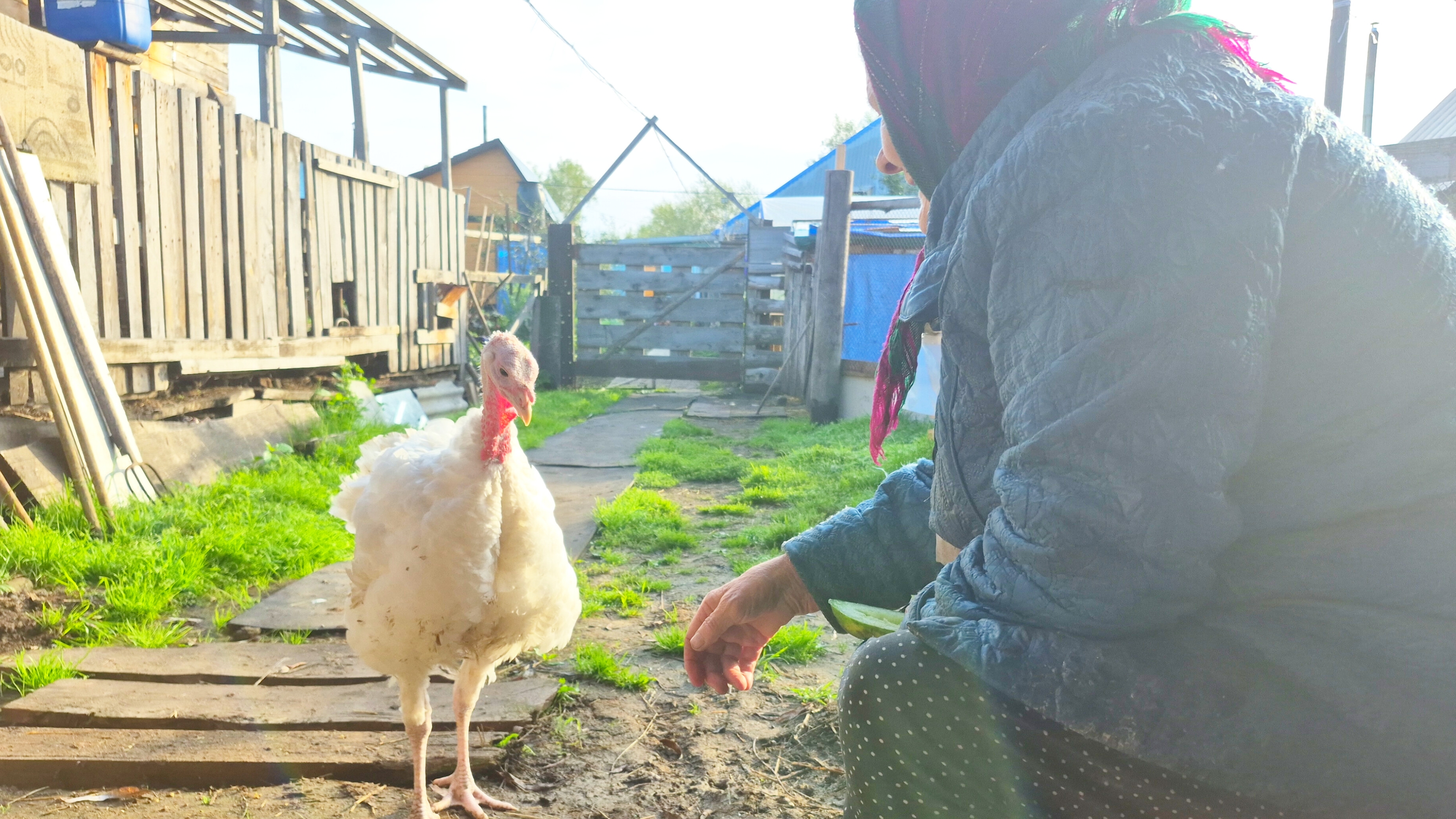 Деревня и мы её жители,выехала в город смотреть онлайн
