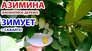 Азимина - банановое дерево растет, зимует и плодоносит в России