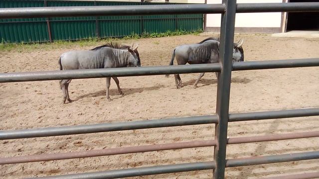 Зоопарк планета обезьян. Чёрный гну.