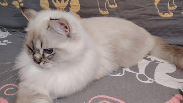 Ragdoll Silk Griffon Catrina.mp4