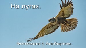 Фотоохота с Альбертом. На лугах.