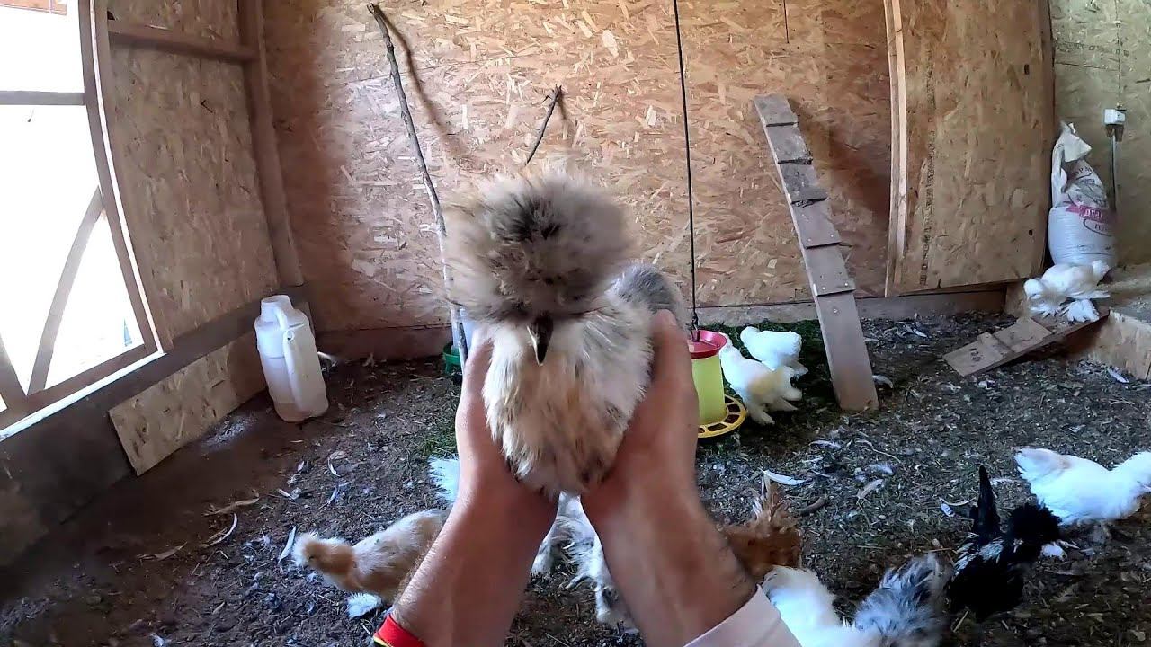 Овцы на свободе ! Тонны песка в овчарне ! ХУТОР В ЛЕСУ №789 смотреть онлайн