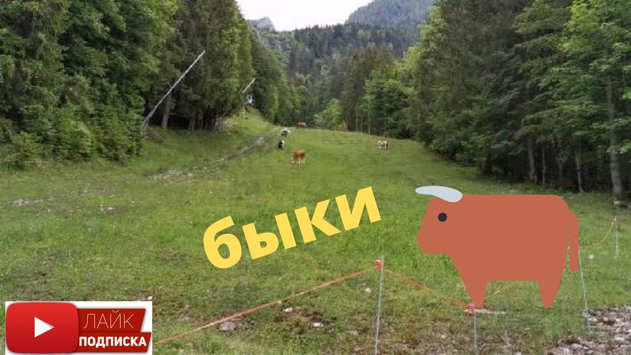 Убегаем от быков/ заблудились в горах/ Национальный парк Берхтесгаден/ Бавария/ Альпы/ На автодоме смотреть онлайн