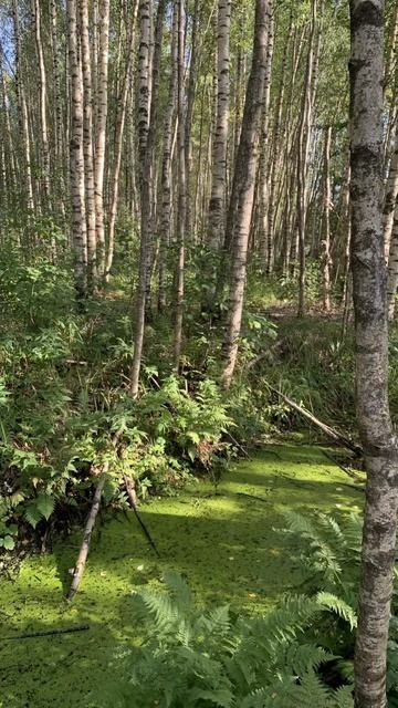 За грибами #грибы #осеньвдеревне #лес #природа #деревенскийблог #домвдеревне смотреть онлайн