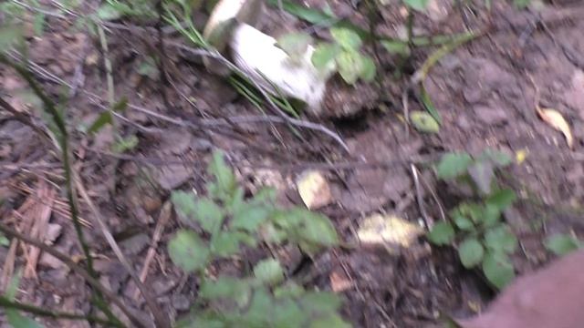 ЗАШЛИ В ЛЕС И ГРИБЫ НАС НЕ ВЫПУСКАЮТ! ГРИБЫ В ЛЕСУ! смотреть онлайн