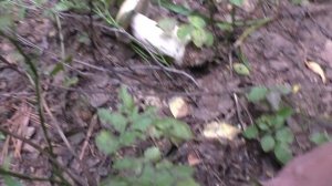 ЗАШЛИ В ЛЕС И ГРИБЫ НАС НЕ ВЫПУСКАЮТ! ГРИБЫ В ЛЕСУ!