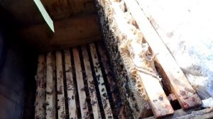 Прощайте Кубы, да здравствует Могорь