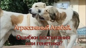 Агрессия Алабая.