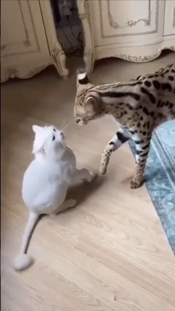 Успокойся и давай дружить смотреть онлайн