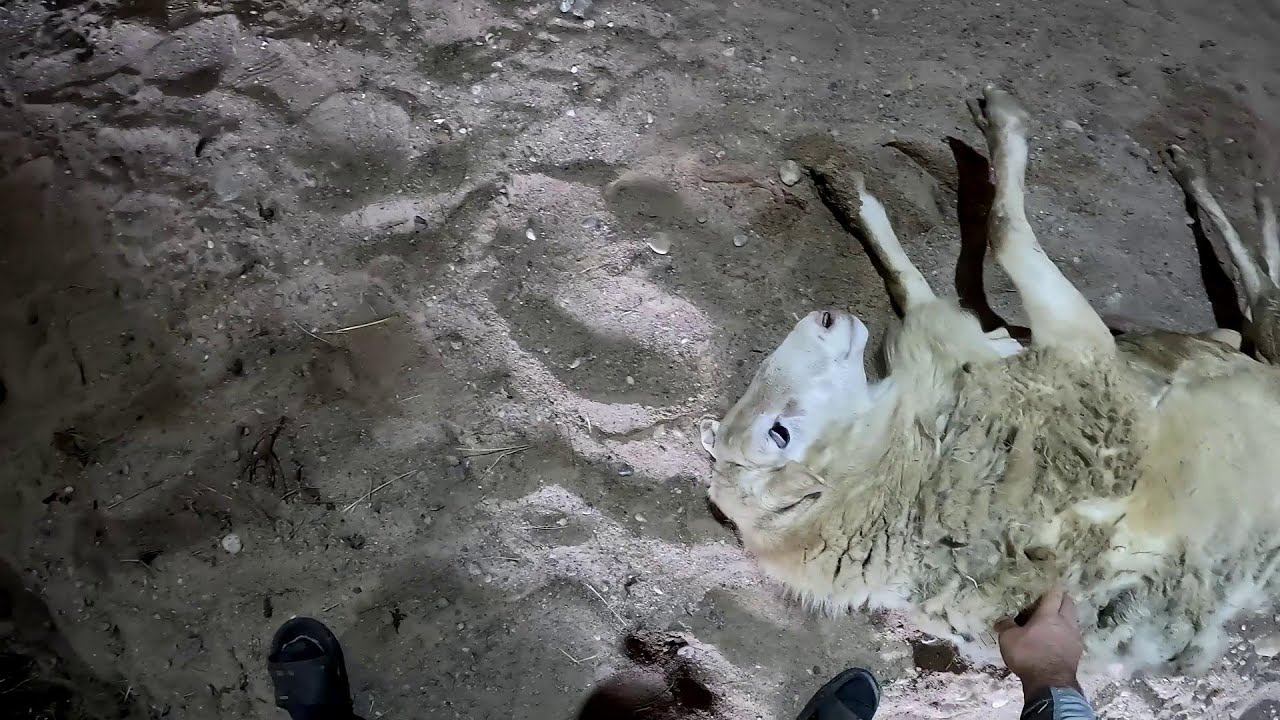 Главного надо вылечить ! Загон готов ! ХУТОР В ЛЕСУ №785 смотреть онлайн