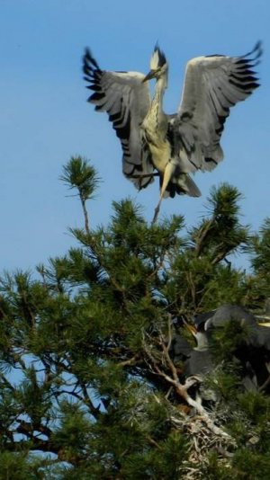 Аист принёс самке одеяло, чтобы она не мерзла во время высиживания яиц! 😍😍😍