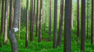 Звуки природы. Лес. Птицы.  Пение птиц в лесу для позитивного настроения