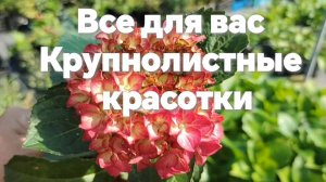 Саженцы гортензии крупнолистной для вас!