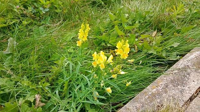 Зарисовки августа 2025 /Вот и лето промчалось смотреть онлайн