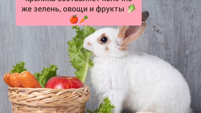 Интересные факты об ушастых прыгунах,
таких маленьких и милых домашних питомцах о кроликах 🐰♥️