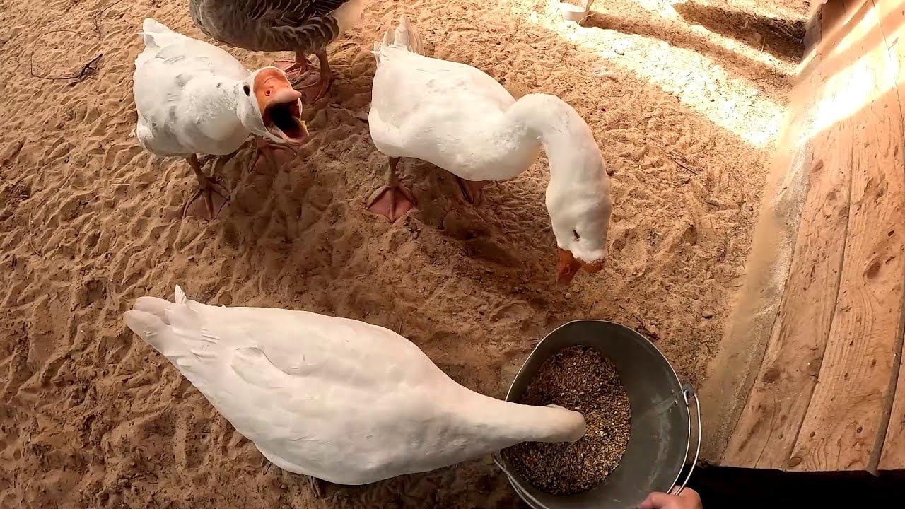 Потери в хозяйстве ! ХУТОР В ЛЕСУ №792 смотреть онлайн