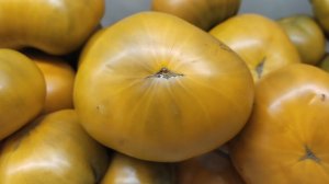 О результатах выращивания томатов Улуру Охра