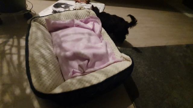 ♀️Помогите, нужен совет/ Первая прогулка щенка йорка/Домашние дела/ Покупка дла йорка смотреть онлайн
