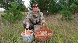 Рыжики в еловой посадке, вторая корзина собрана, сезон 2025г.