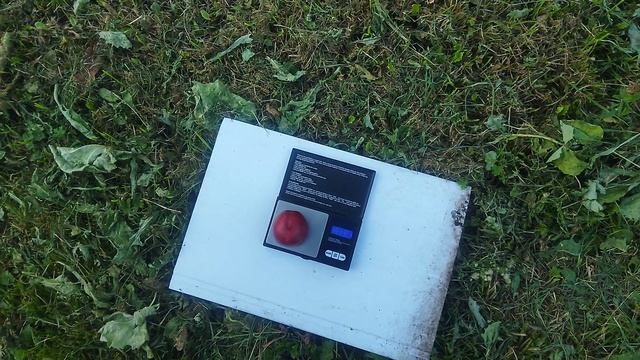 Нектарин Медведевский 1. 30.08.2025 г.